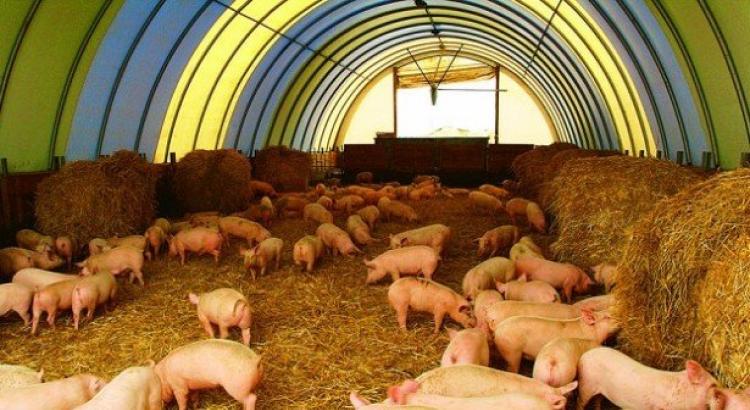 Разведение свиней – как выгодный сельскохозяйственный бизнес